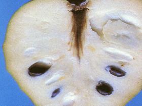  Cherimoya 