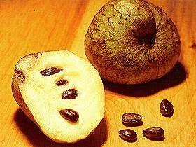  Cherimoya 