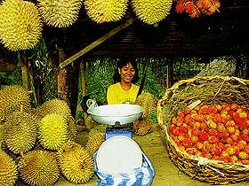  Durian 