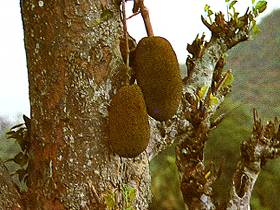  Jackfrucht 