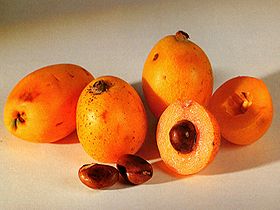  Loquat 