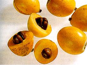  Loquat 