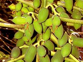  Papaya 