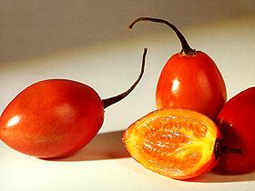  Tamarillo 