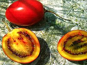  Tamarillo 