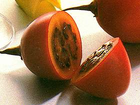  Tamarillo 